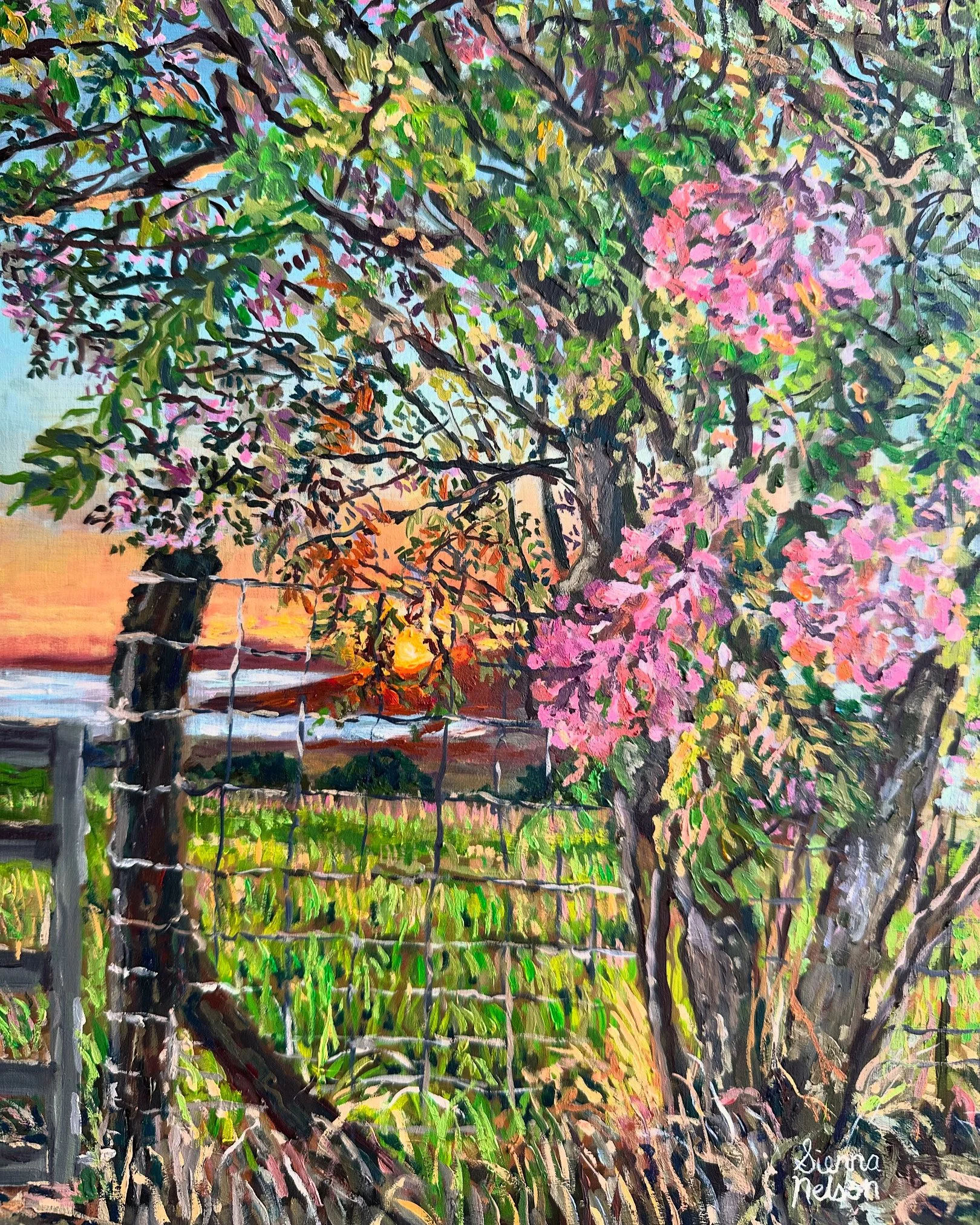 Jacaranda Showers at Sunset 