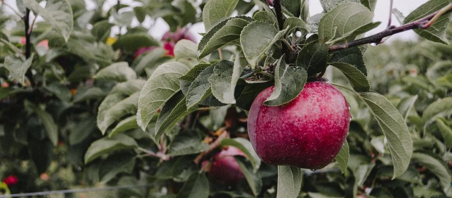 The King of Fruit and Flowers (Isa 11:1-5)