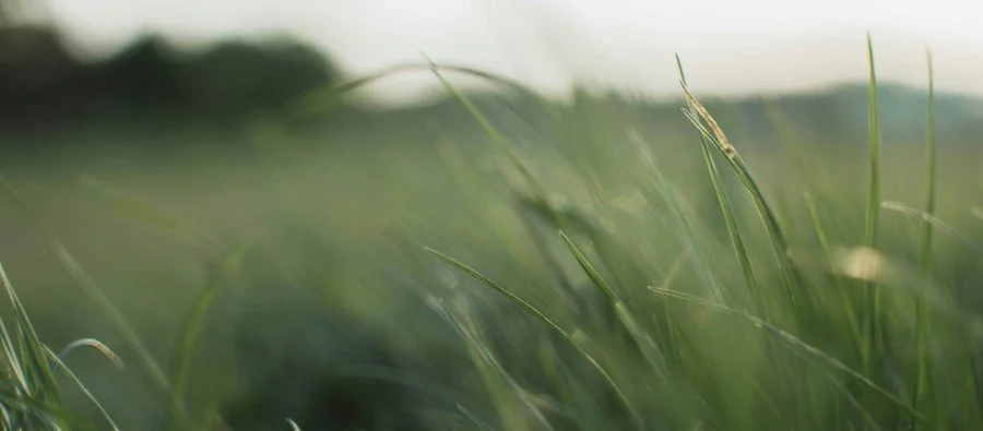 Spirit of Life (Ezekiel 37:1-28)