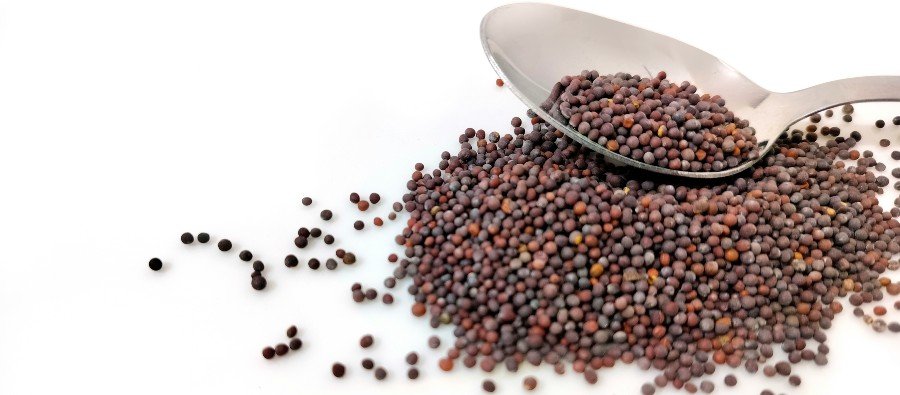 Parables About the Kingdom (Mark 4:1-35)