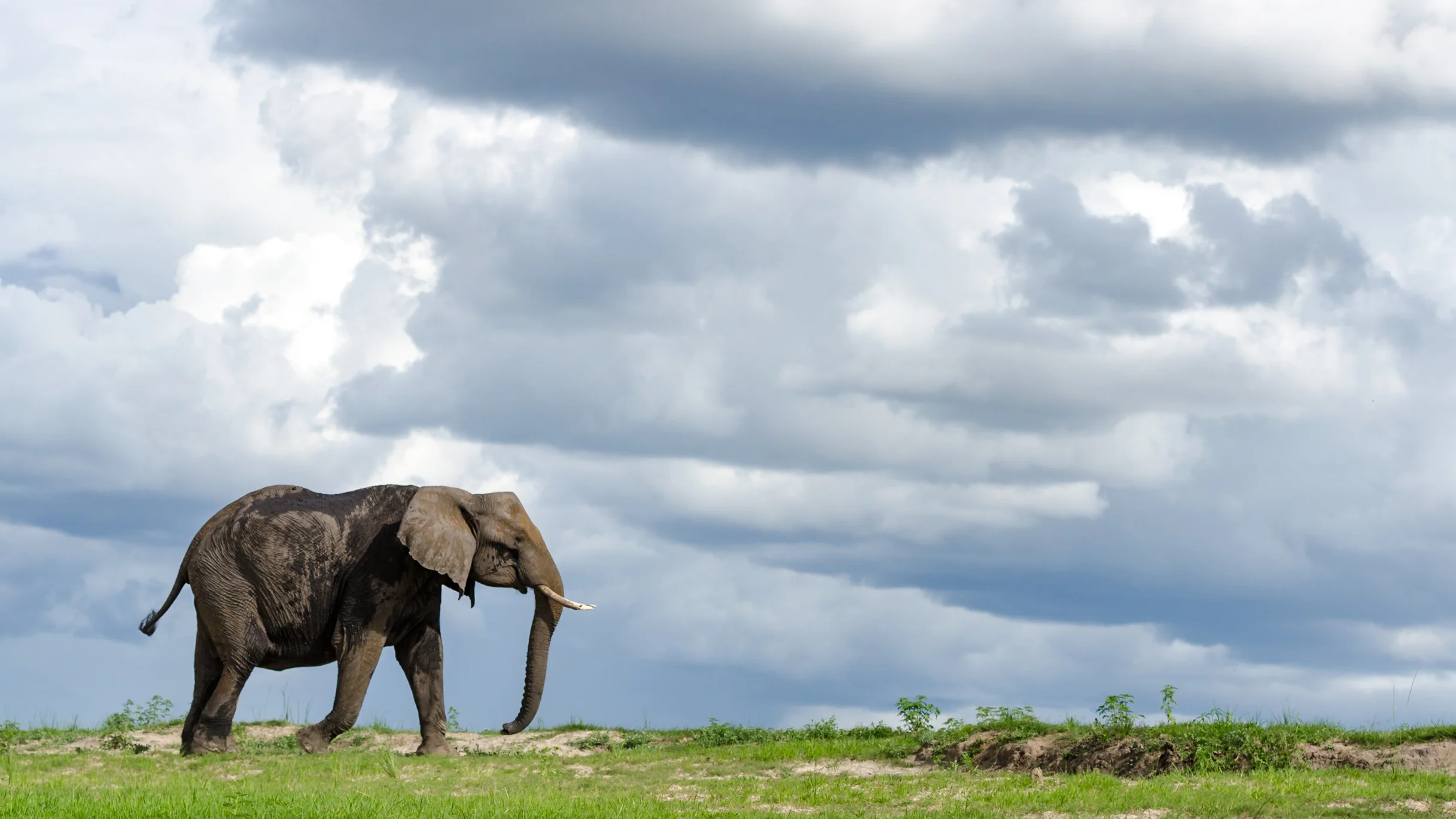 GerryvanderWalt-Chobe2012.jpg