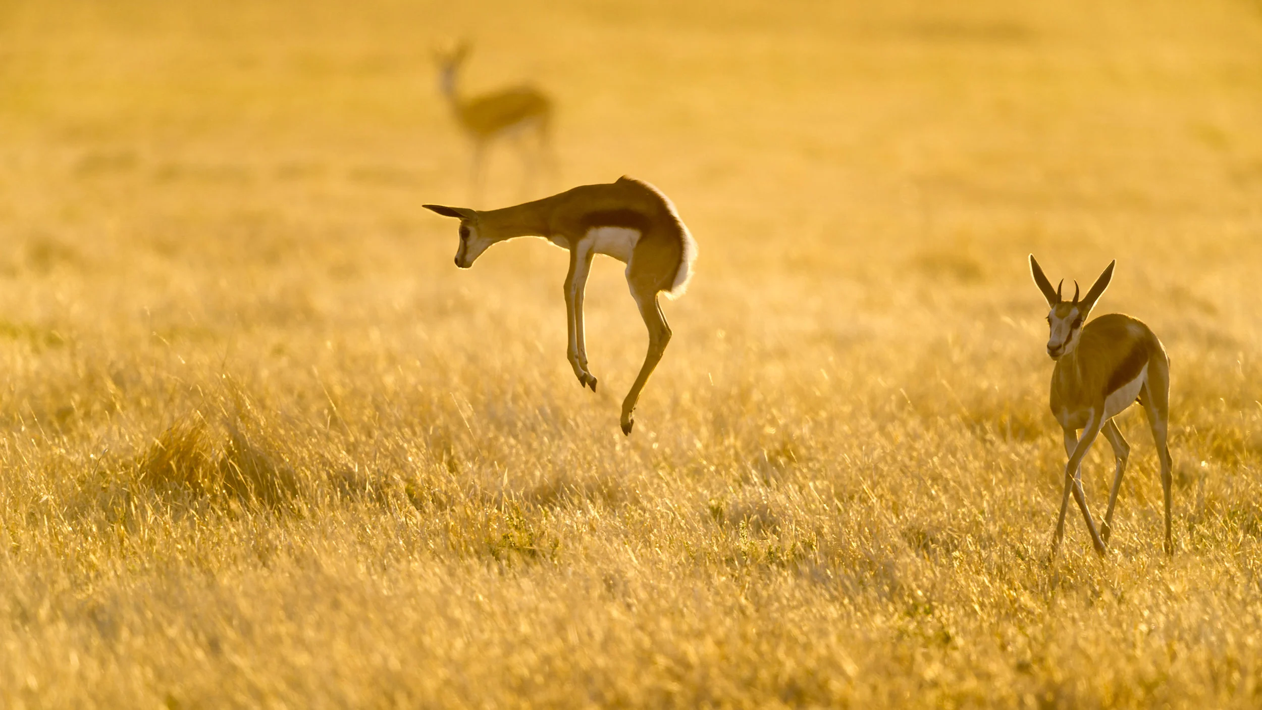 GerryvanderWalt-Kgalagadi2011.jpg