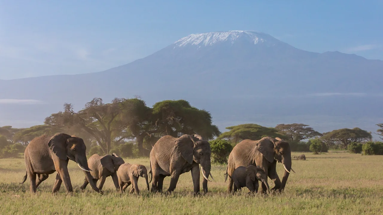 GerryvanderWalt-Amboseli2013.jpg