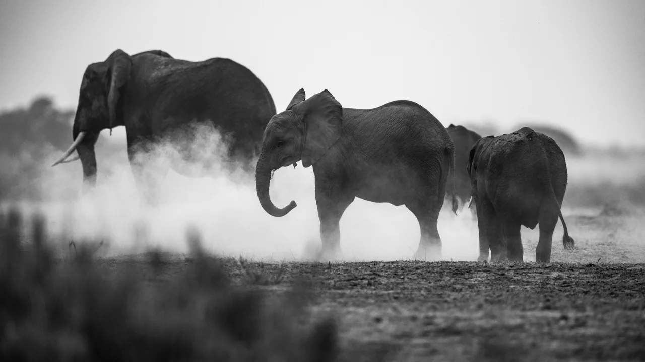 GerryvanderWalt-Amboseli-Aug16.jpg