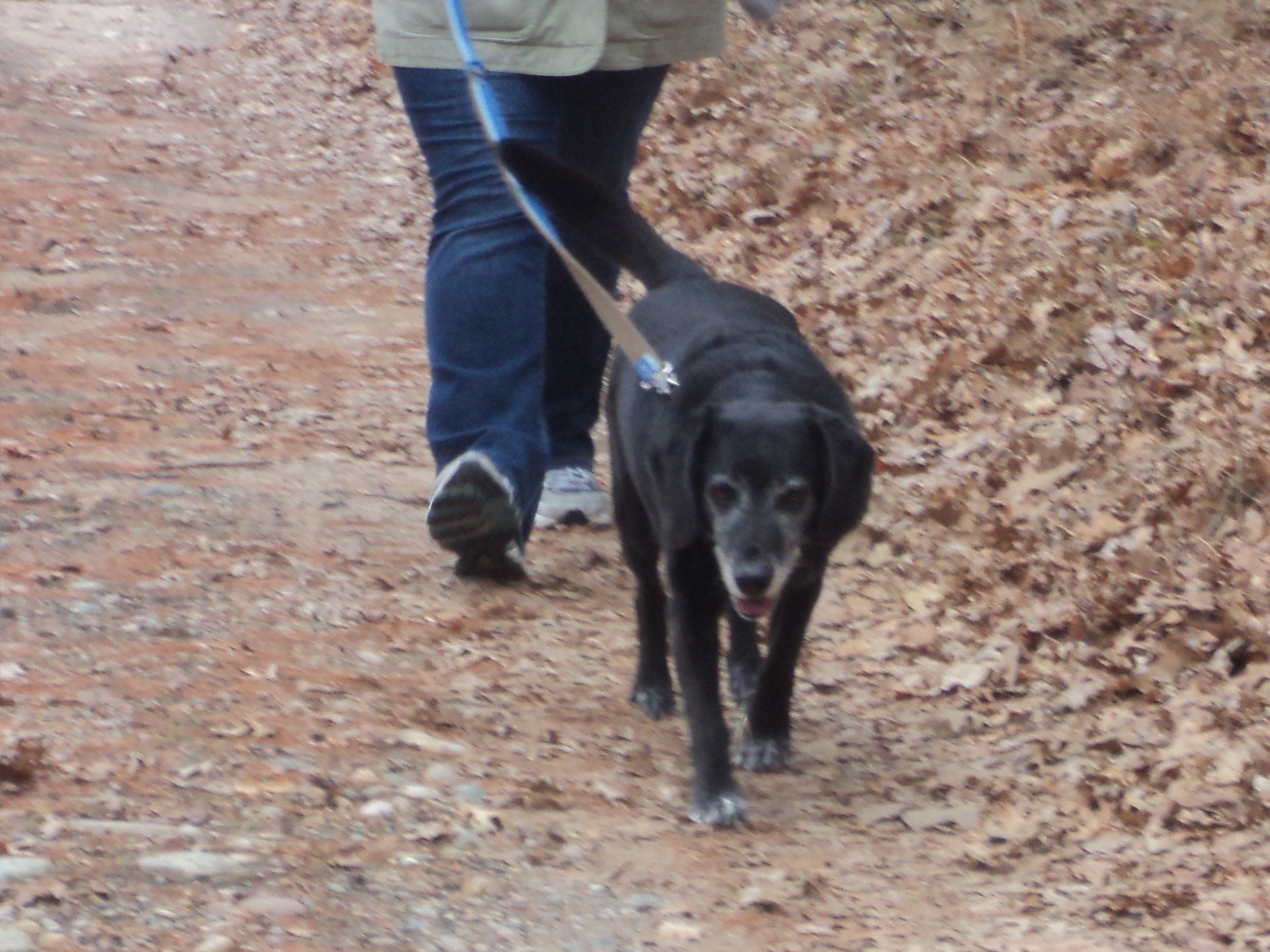 Bailey Strolling through the Park!