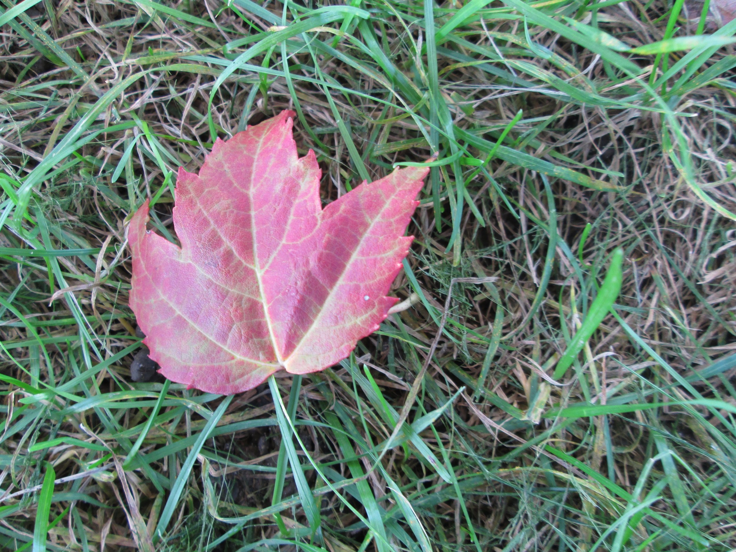 A single fallen leaf