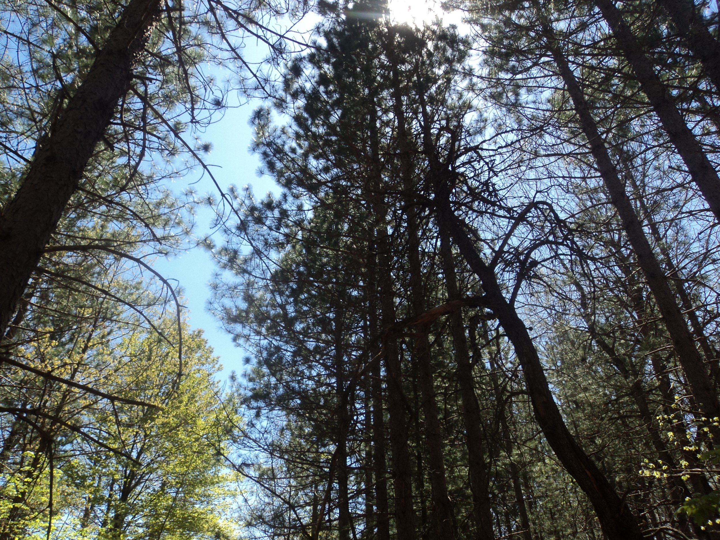 "And the trees reached heavenward, and our souls did soar..."