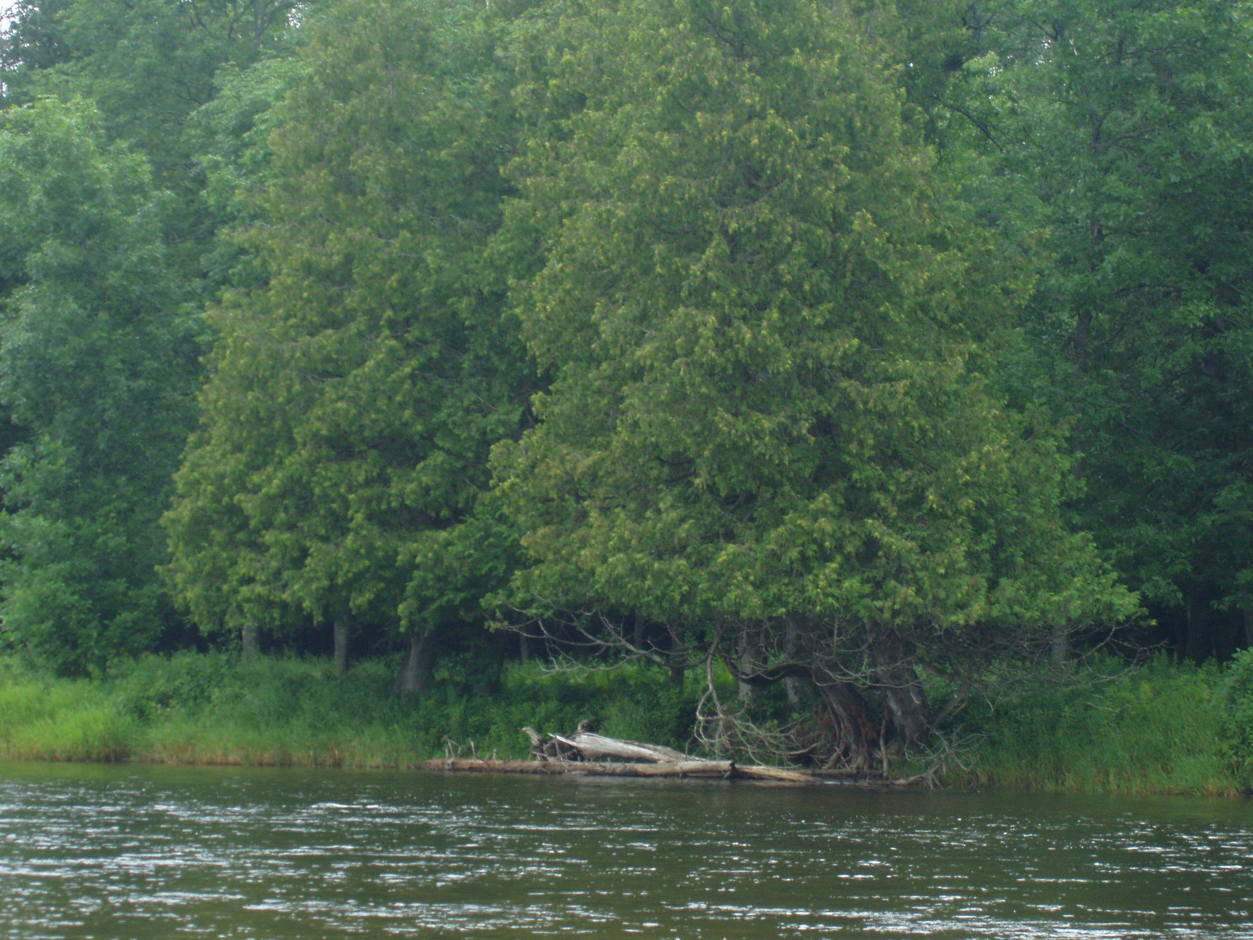 Au SAble River north of Glennie
