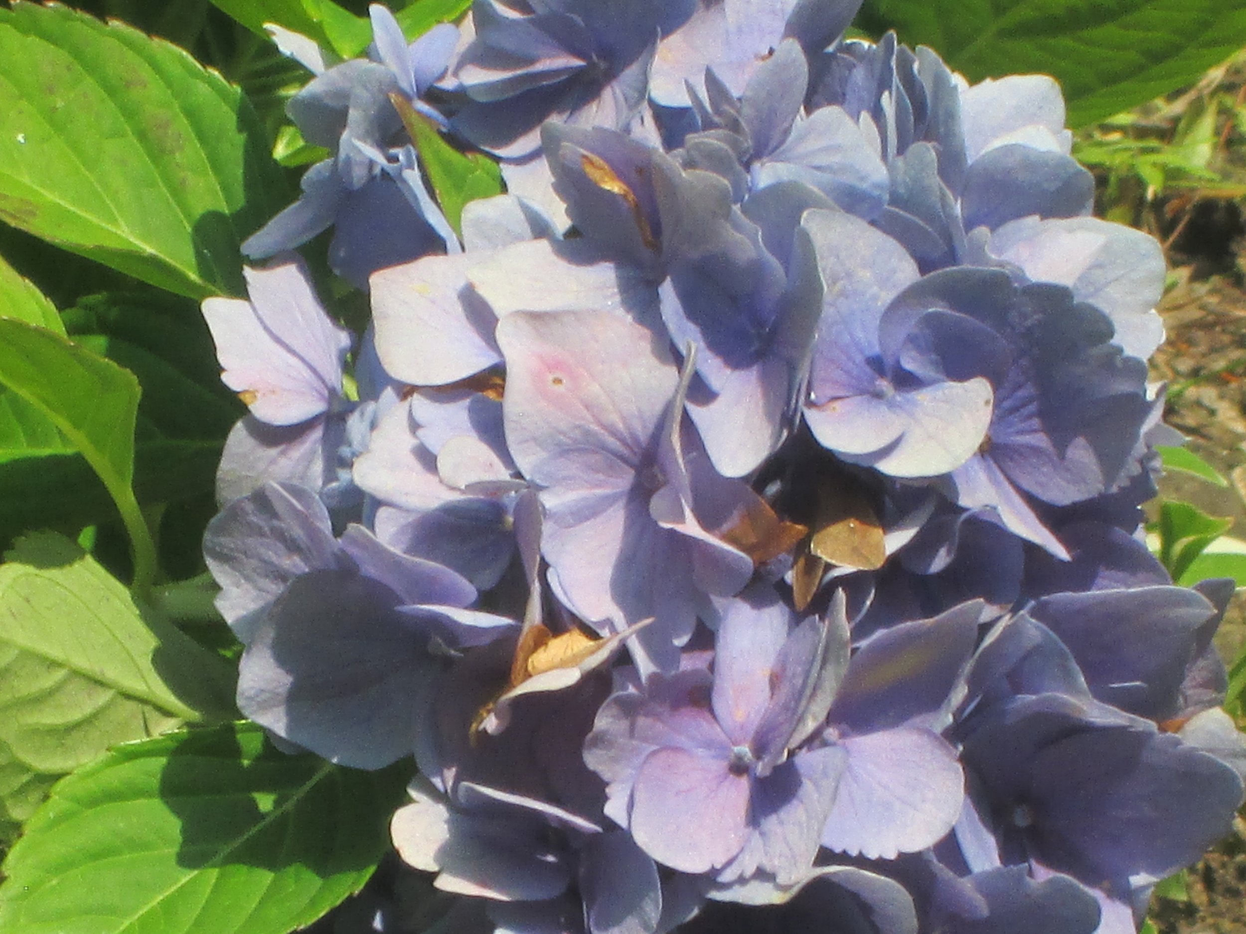 Flower, Detail
