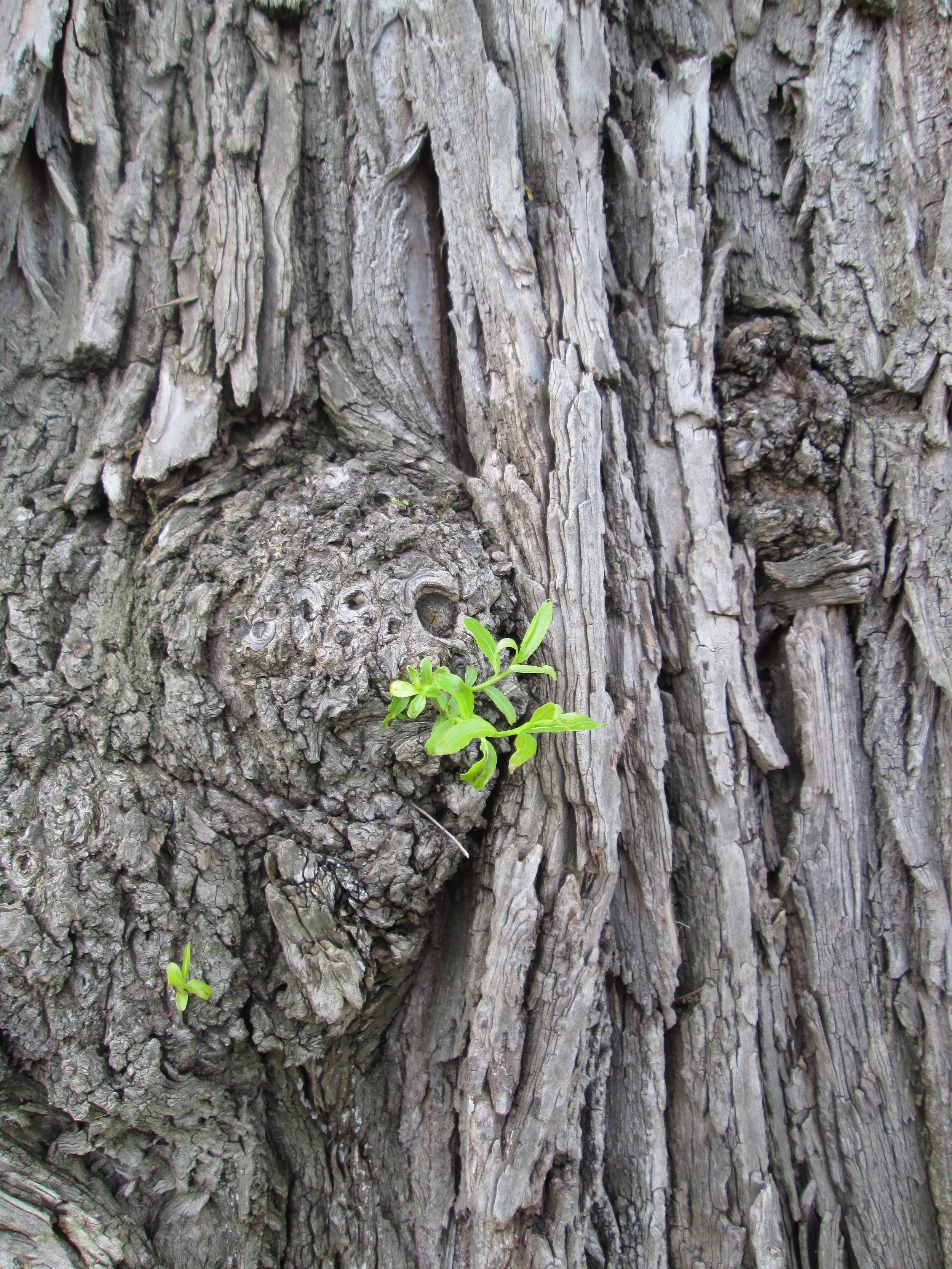 Tree detail
