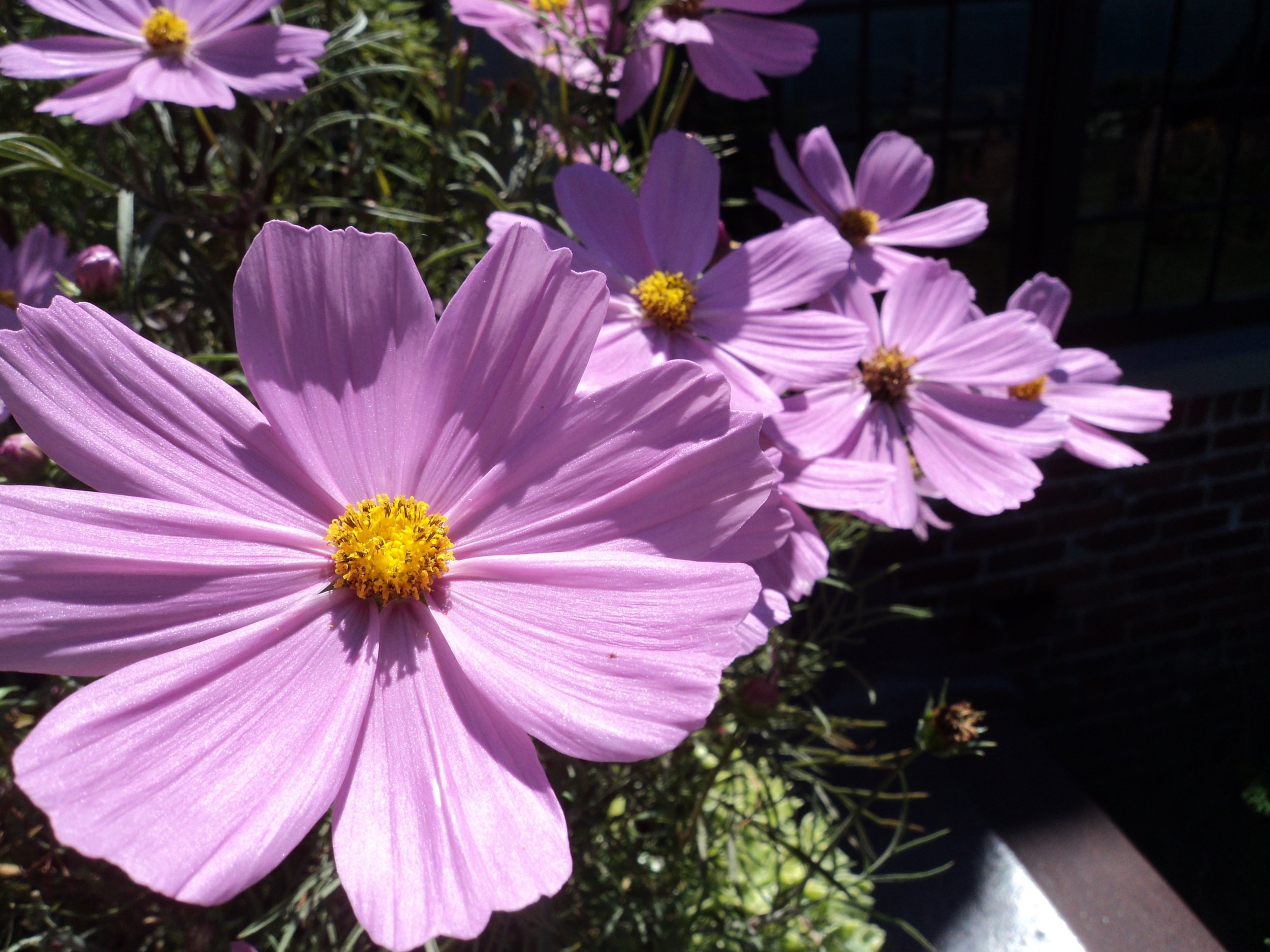 The Gardens at the Old Schoolhouse in Douglas were charming