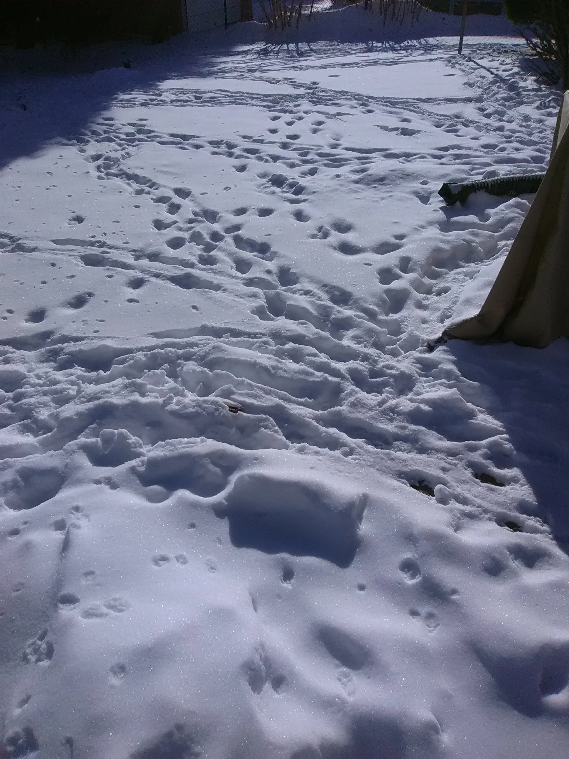 footprints in the snow