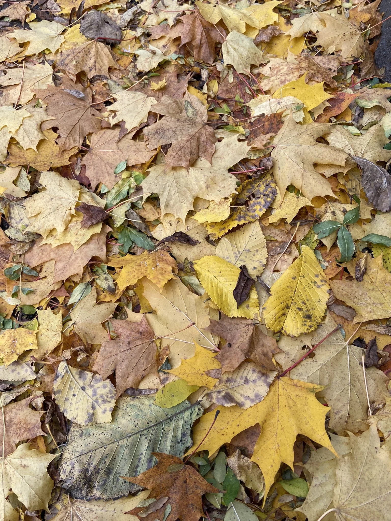 IMG_5174.JPEG