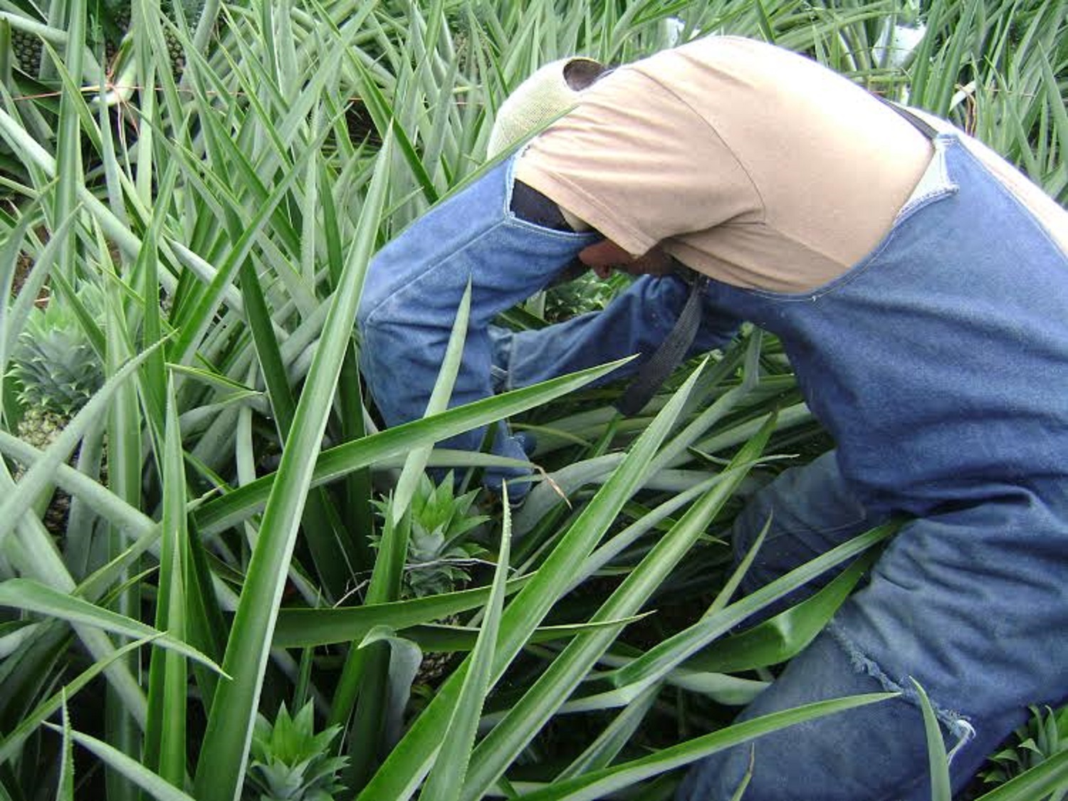 Pineapple harvest. Photo: Jose Alonso Cordero Camacho