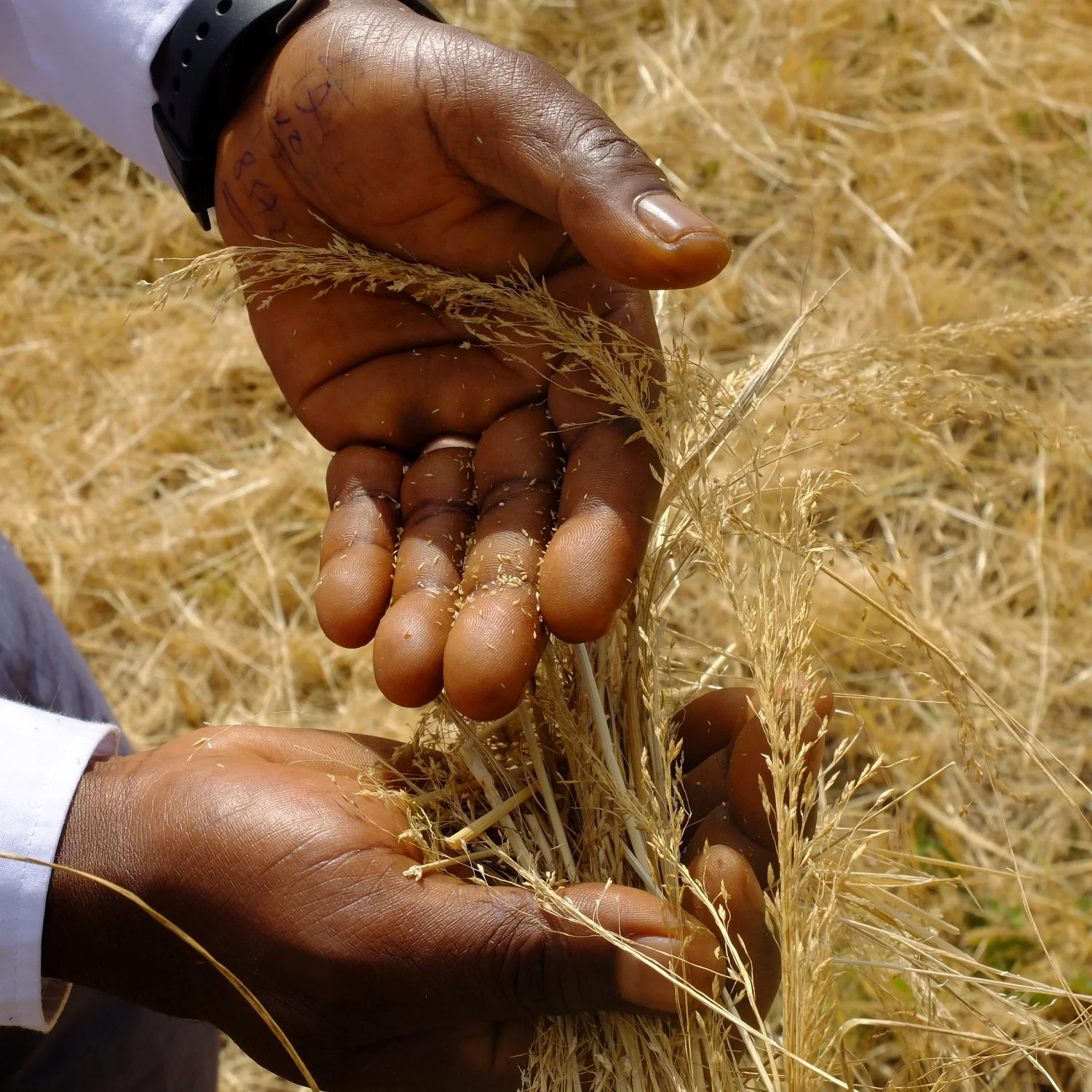
Teff during harvesting time
Normal
0
21
false
false
false
LB-LU
ZH-CN
X-NONE
/* Style Definitions */
table.MsoNormalTable
{mso-style-name:"Table Normal";
mso-tstyle-rowband-size:0;
mso-tstyle-colband-size:0;
mso-style-noshow:yes;
mso-style-priority:99;
mso-style-parent:"";
mso-padding-alt:0cm 5.4pt 0cm 5.4pt;
mso-para-margin-top:0cm;
mso-para-margin-right:0cm;
mso-para-margin-bottom:10.0pt;
mso-para-margin-left:0cm;
line-height:115%;
mso-pagination:widow-orphan;
font-size:11.0pt;
font-family:"Calibri",sans-serif;
mso-ascii-font-family:Calibri;
mso-ascii-theme-font:minor-latin;
mso-hansi-font-family:Calibri;
mso-hansi-theme-font:minor-latin;
mso-bidi-font-family:"Times New Roman";
mso-bidi-theme-font:minor-bidi;
mso-fareast-language:EN-US;}
