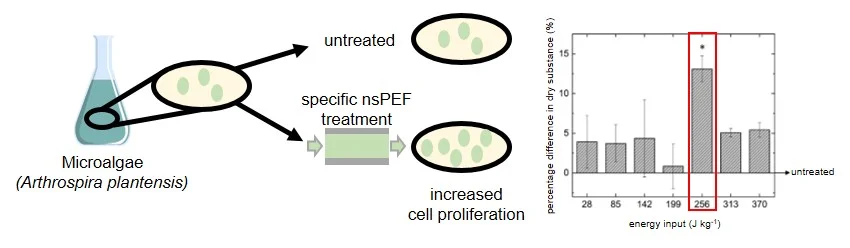 Effect of nanosecond pulsed electric field treatment on cell proliferation of microalgae, a summary of the whole study. (Buchmann et al. 2019. Bioresource Technology 271: 402-408)