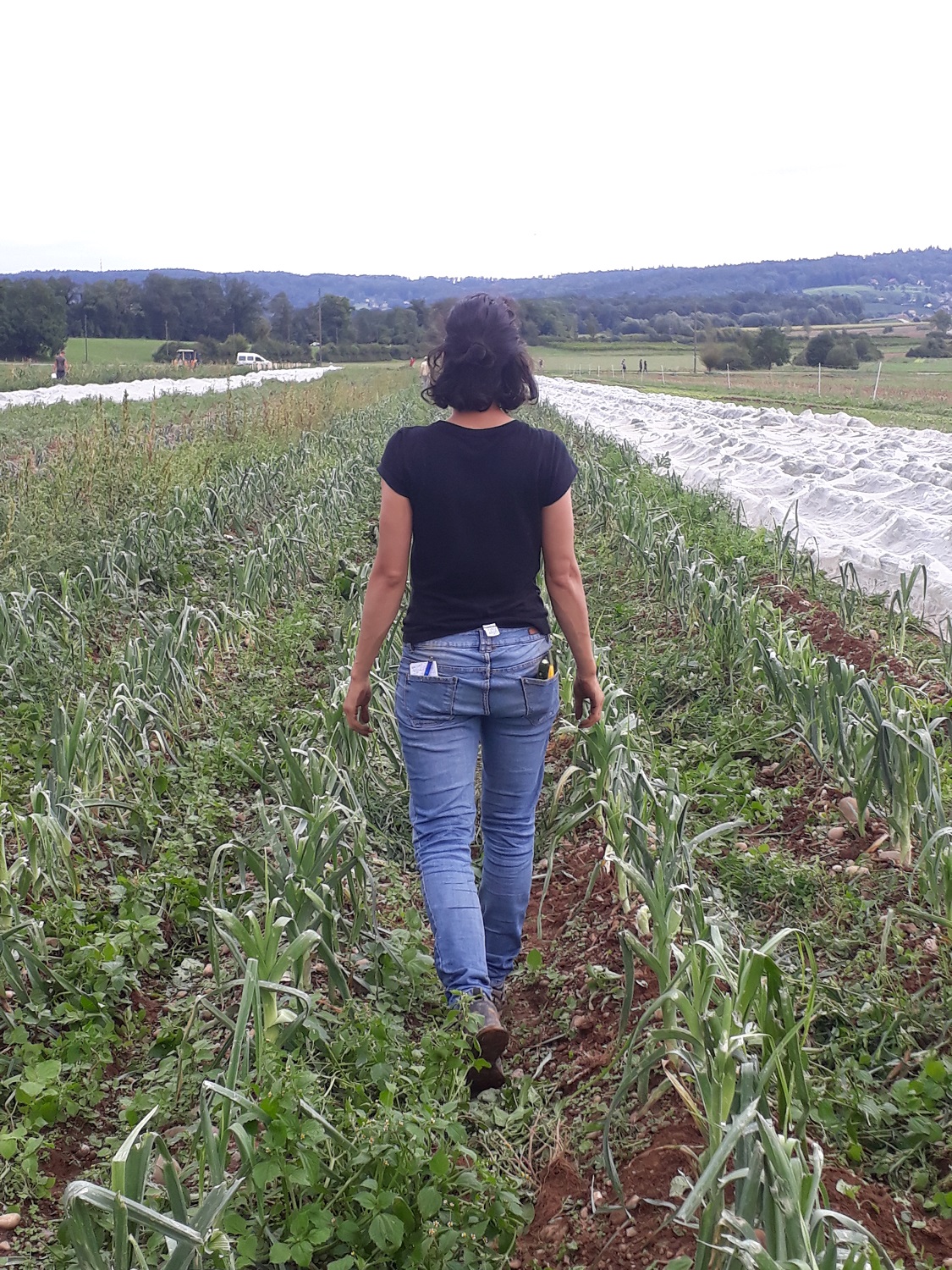 Karolina walking through the leek field.