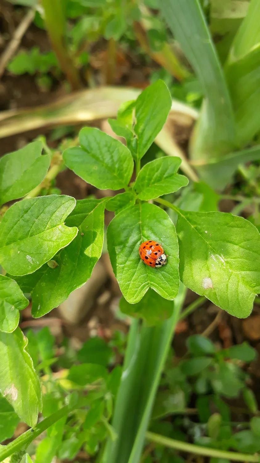 Ladybird on a weed plant.