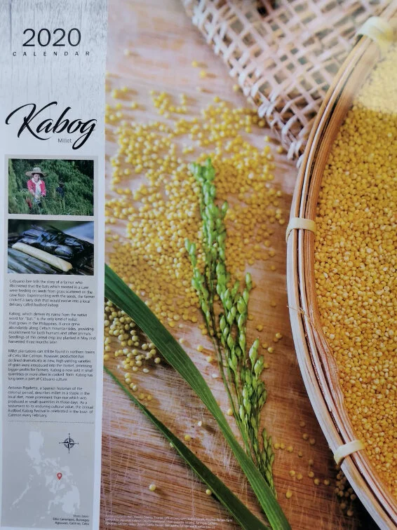 A photo featuring the kabog millet in the 2020 Calendar of the Landbank of the Philippines with the theme “Precious and Few”. The 2020 Calendar highlights the Philippines’ heirloom plants that are in danger of becoming extinct. Minority cultures that grow them are losing their lands and way of life; echoing the reality that these crops have become precious and few (Photo: Teresa D. Ruelas).