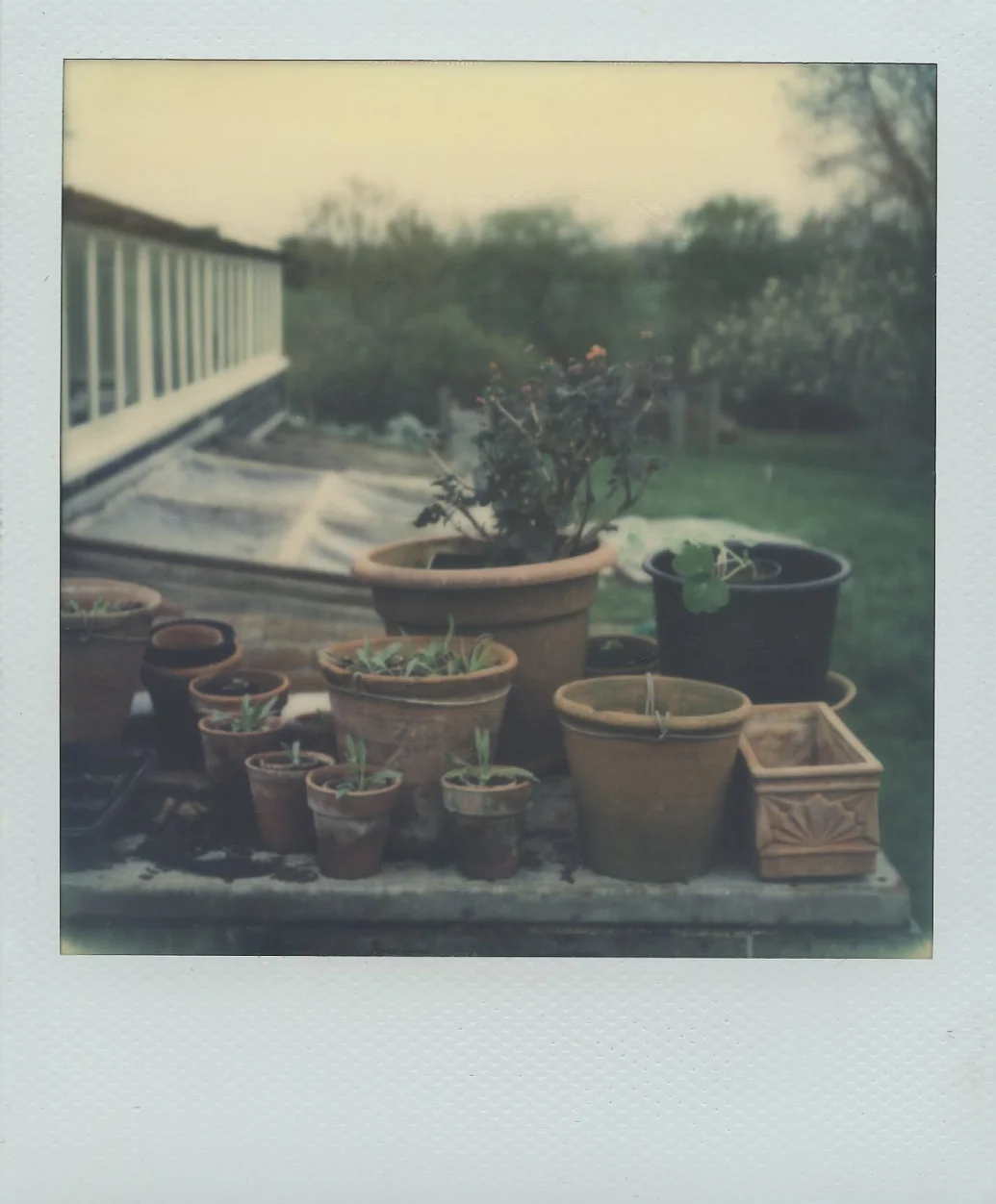 POTTED PLANTS.jpg