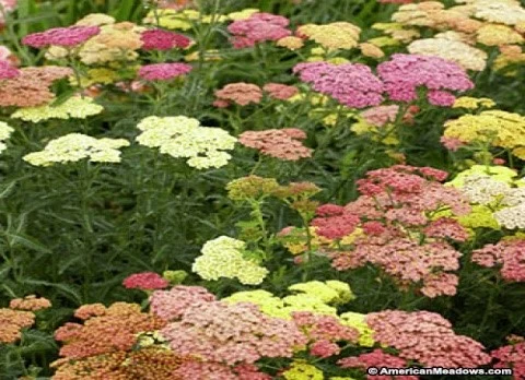 Achillea ‘Summer Berries’