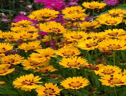 Coreopsis ‘Sunfire’