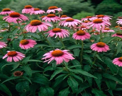 Echinacea purpurea ‘Purple Coneflower’