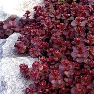 Sedum spurium ‘Voodoo’