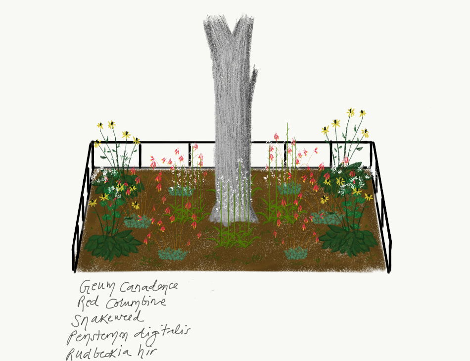 Intern Alzira's Design The plants of this palette include White Avens, Red Columbine, Snakeroot, Foxglove, and Black Eyed Susan. This palette is designed to be aesthetically pleasing and to attract pollinators. Plants will grow up to 2-3 ft and blooms are expected from late Spring to early Autumn.