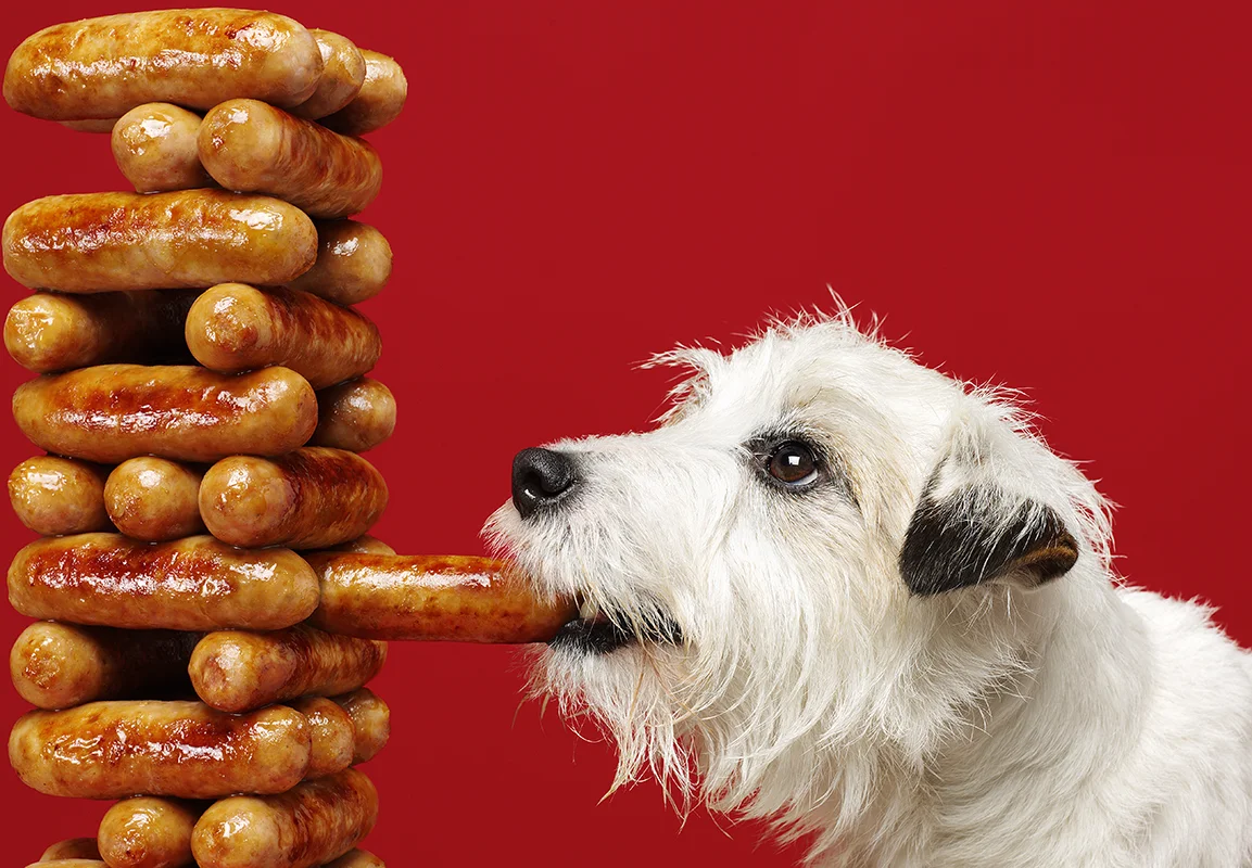 HM_Jenga dog FIN1 copy.jpg
