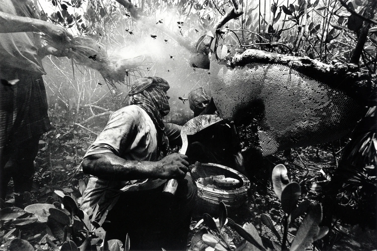 walter_rothwell-honey_hunters_12 copy.jpg
