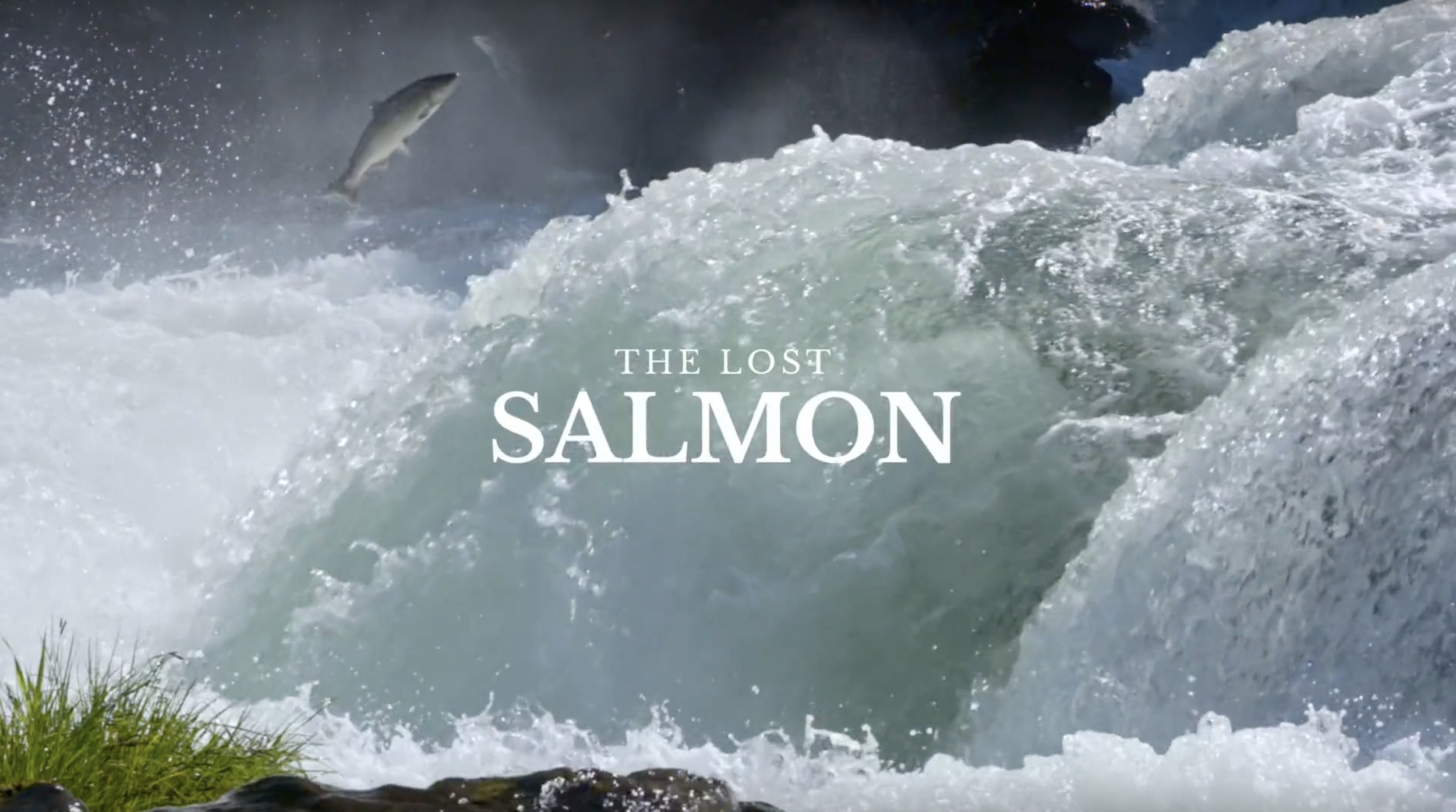 The Lost Salmon