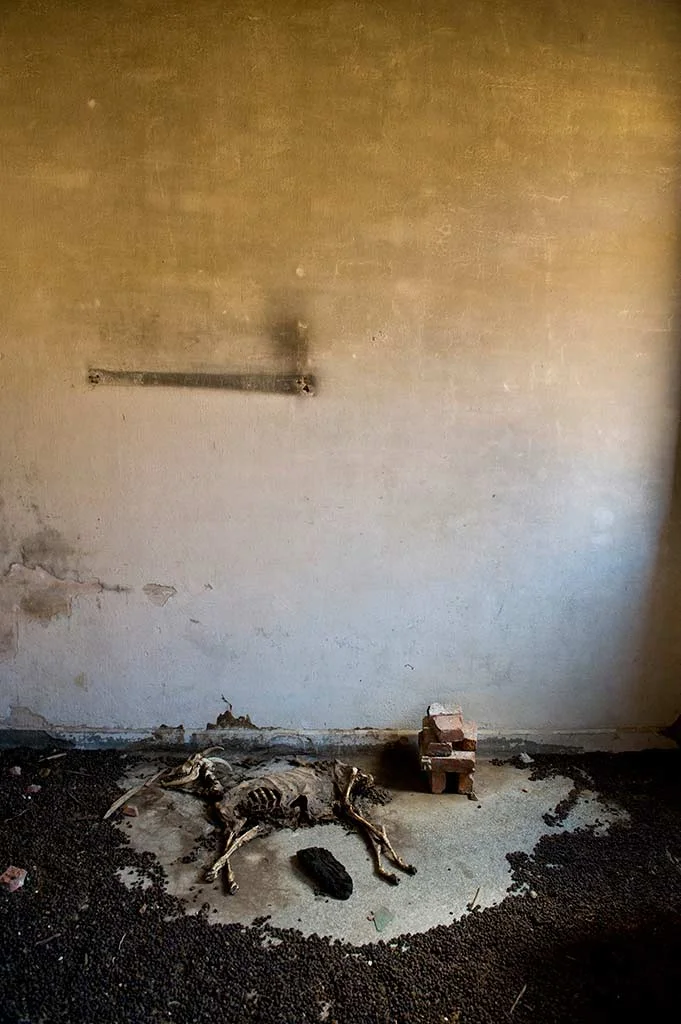Animal carcasses at abandoned concentration camp. Gyaros island, Cyclades. Greece.