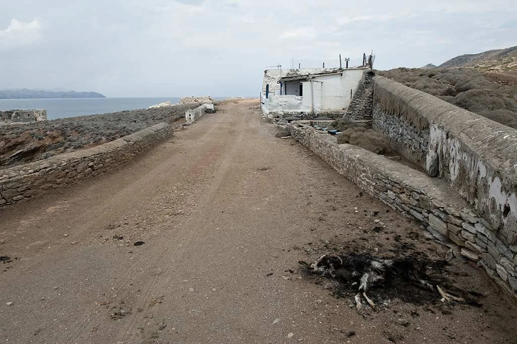 Animal carcass on the road to the north camp. Makronisos island, Cyclades. Greece.