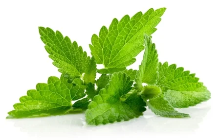 Mint.jpg