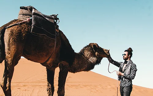 camel.jpg