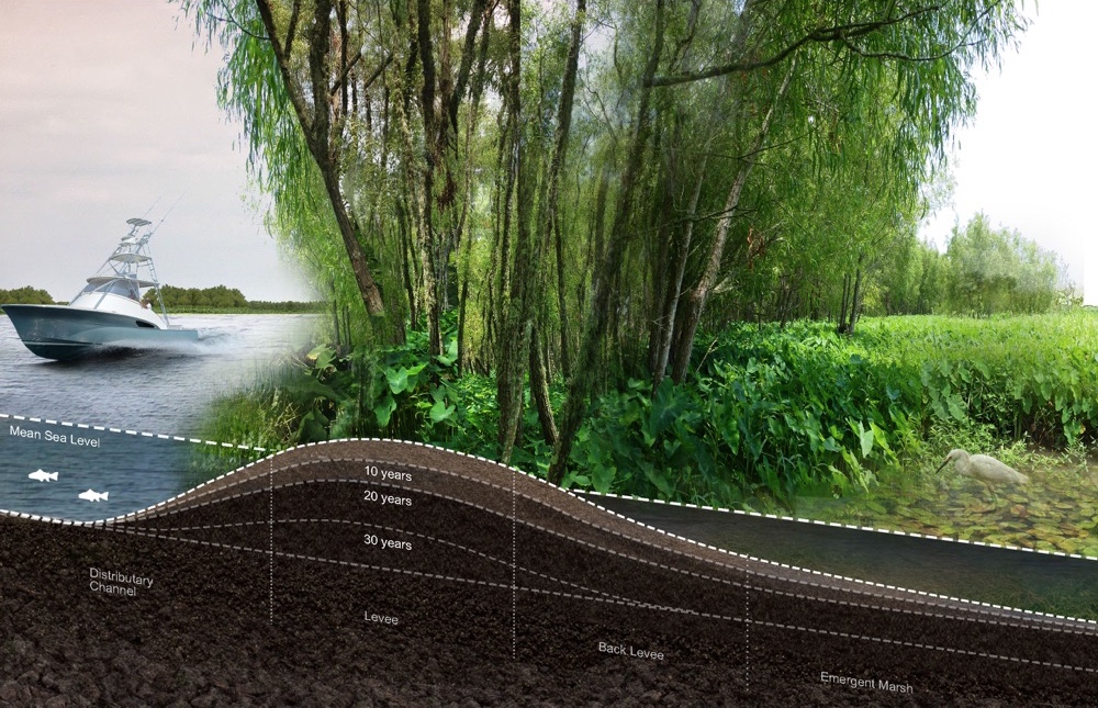 Visualization of fully established natural levee with trees.