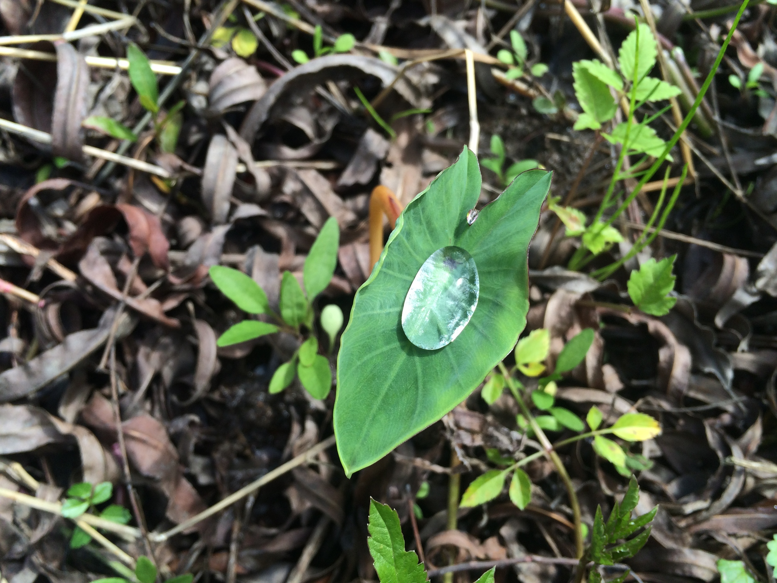 Large water droplet on a wetland plant leaf. 