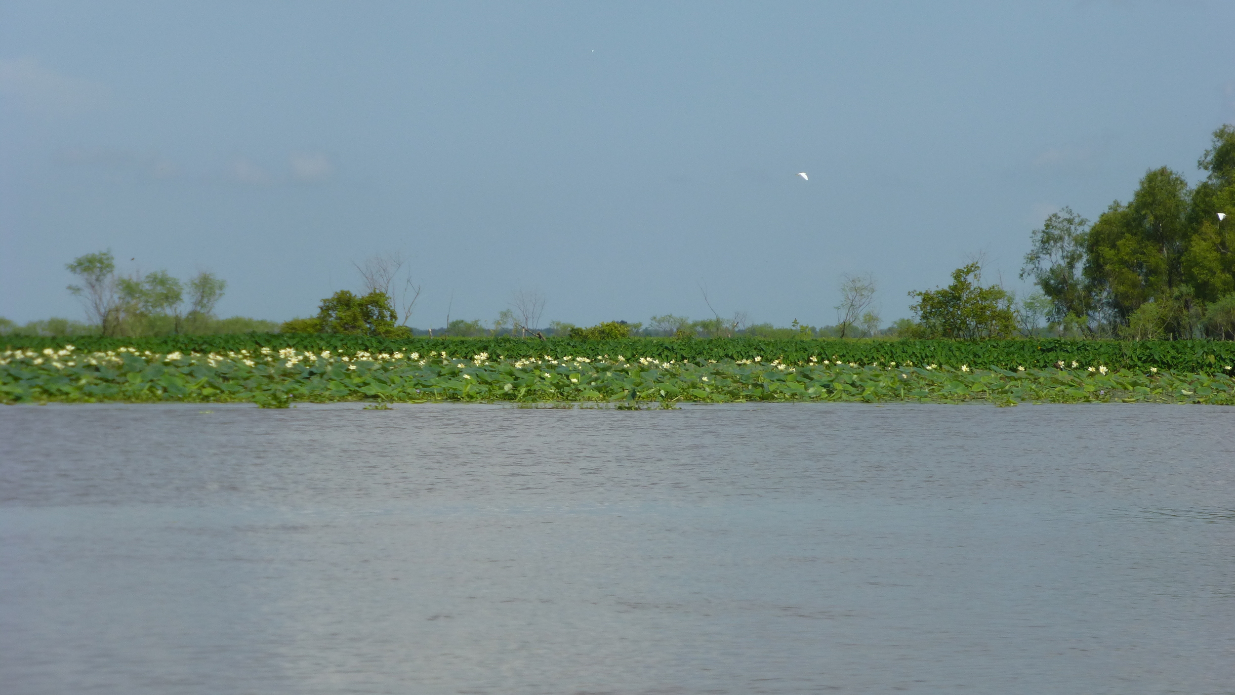 Lotuses blooming on Mike Island, part of Wax Lake Delta.