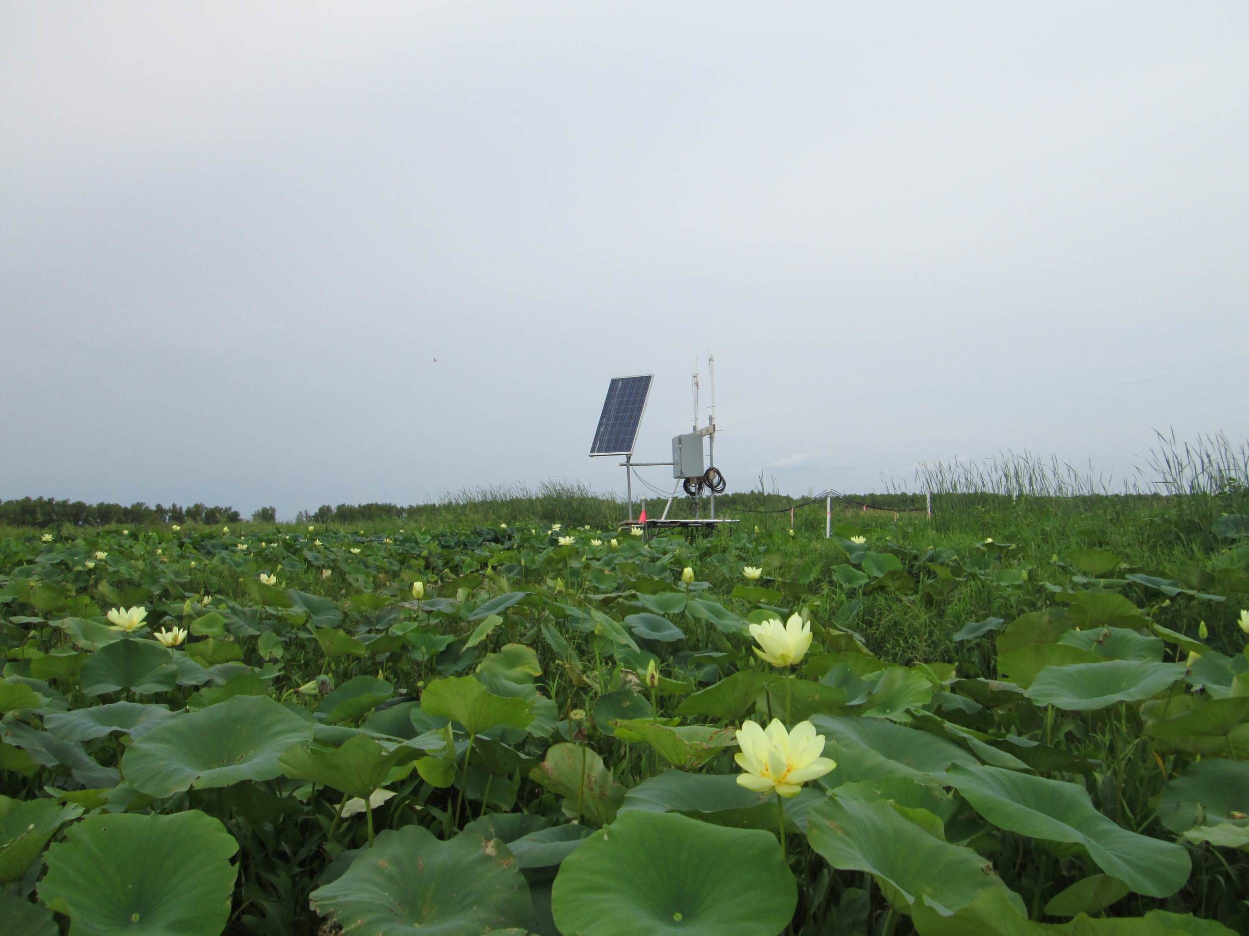 Observation platform in patch of blooming lotus.