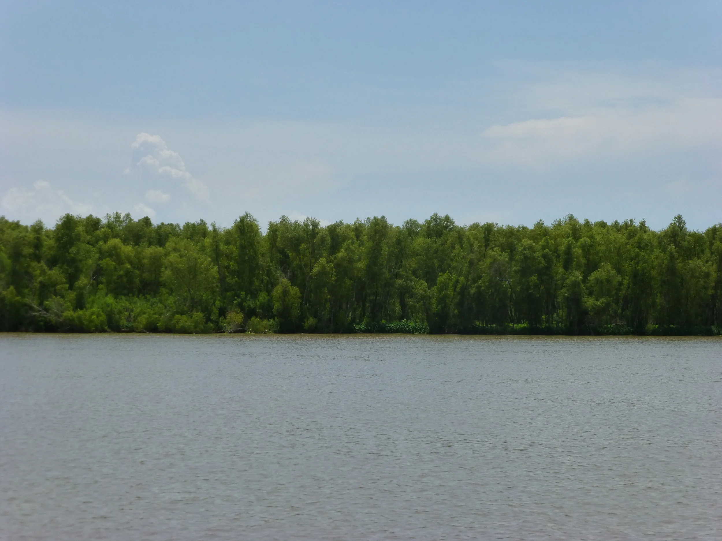 Natural levee on Mike Island.