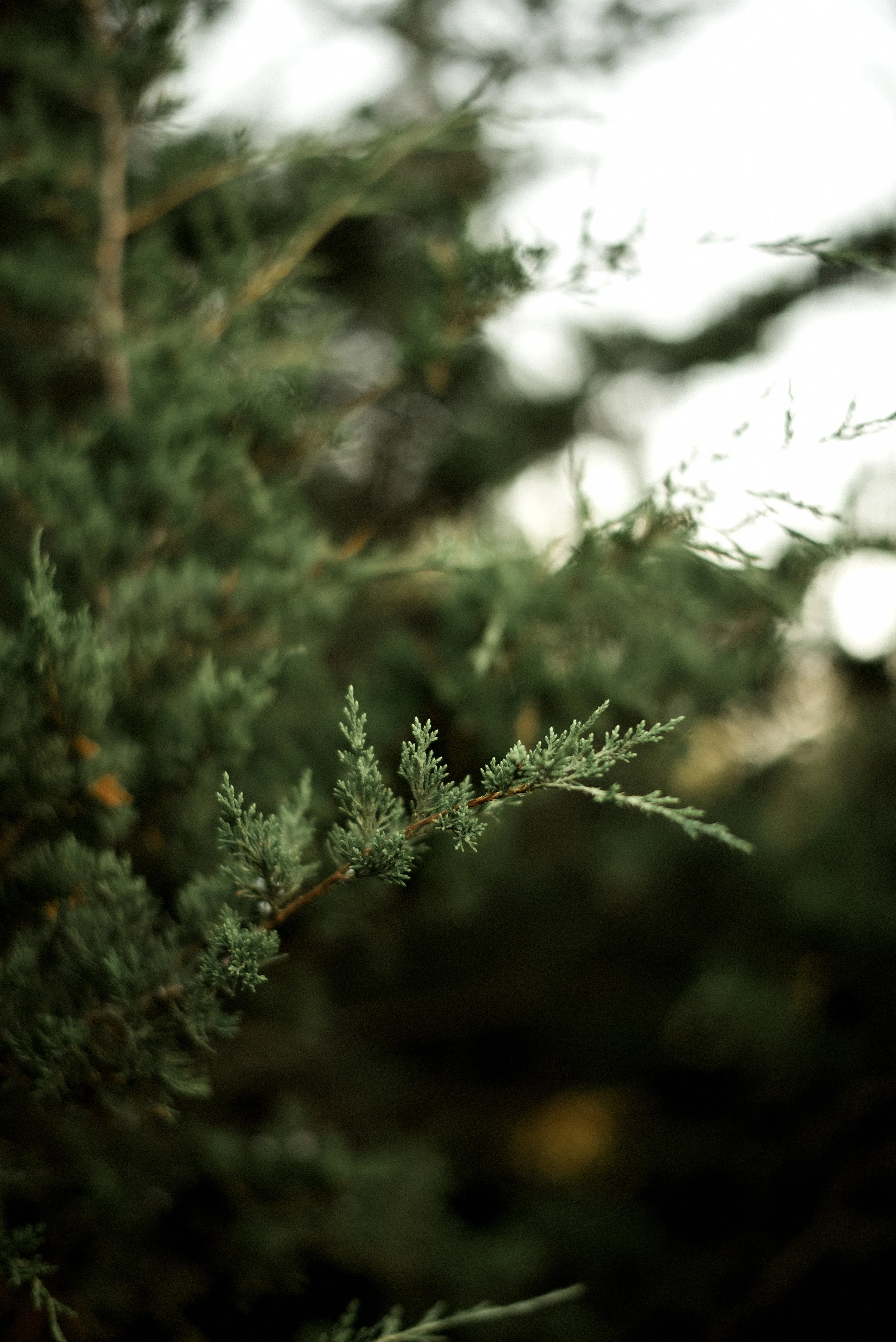 1 (13 of 26).jpg