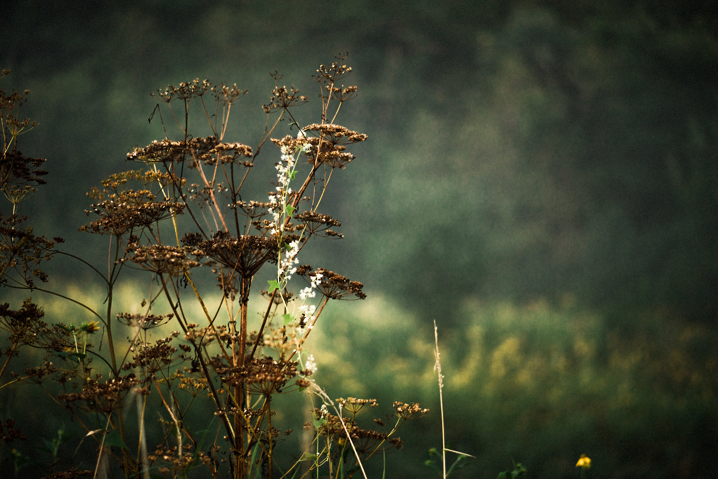 DSC_1178-Edit-21.jpg