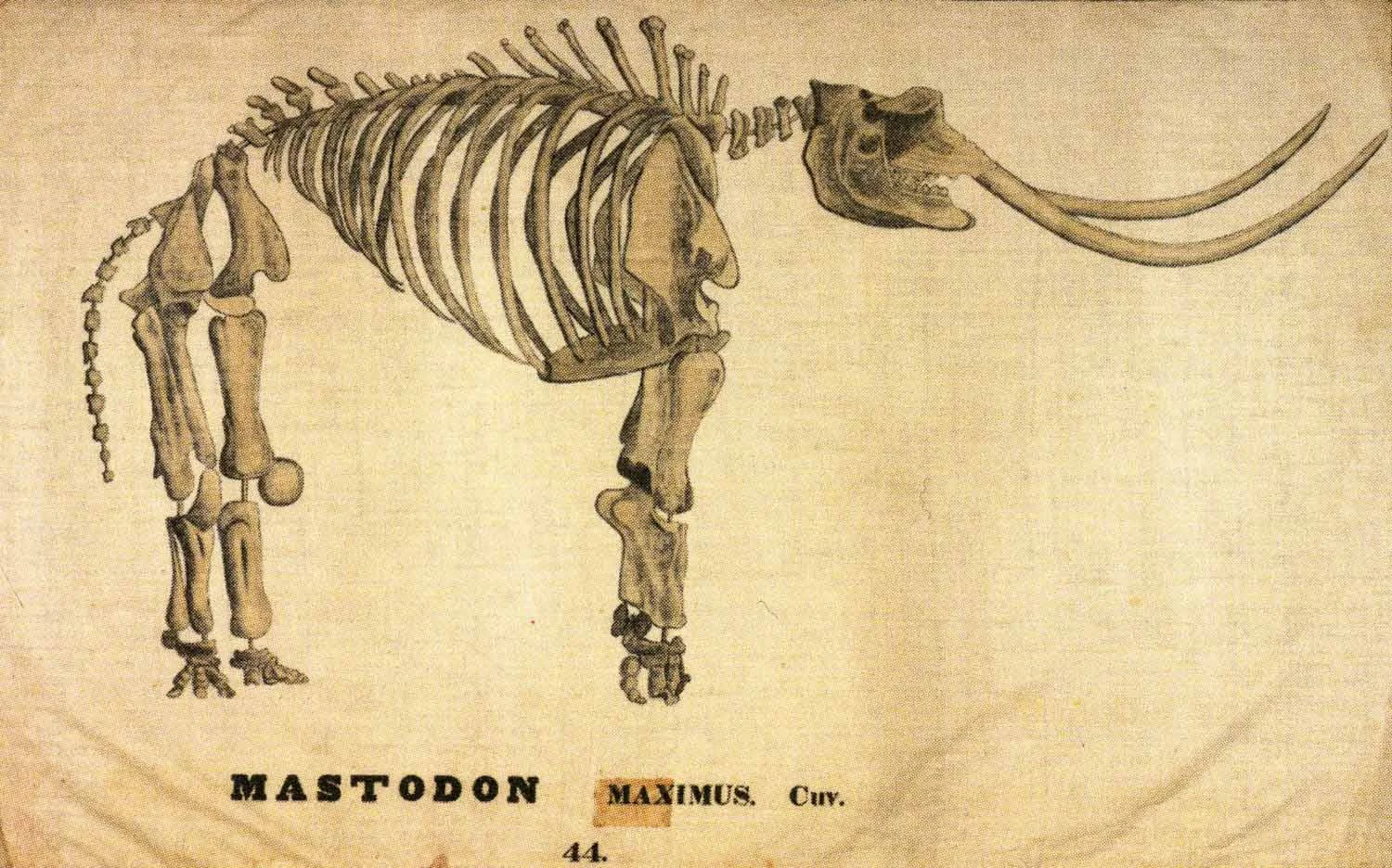 Hitch_Vert_Mastadon.jpg