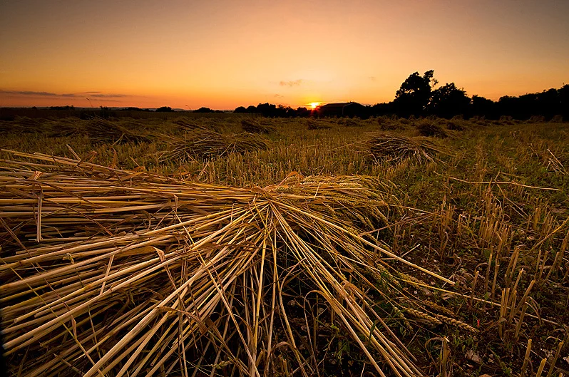 Sun falling behind the horizon as a new crop of thatching straw dries natrually in the great outdoors - just as it has done for thousands of years