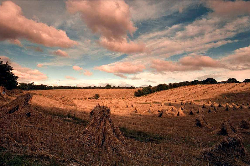 Harvest time at KS Thatchers