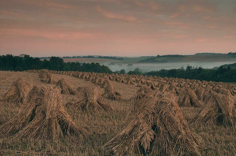 Sheaves of Thatching Materials In Our Fields