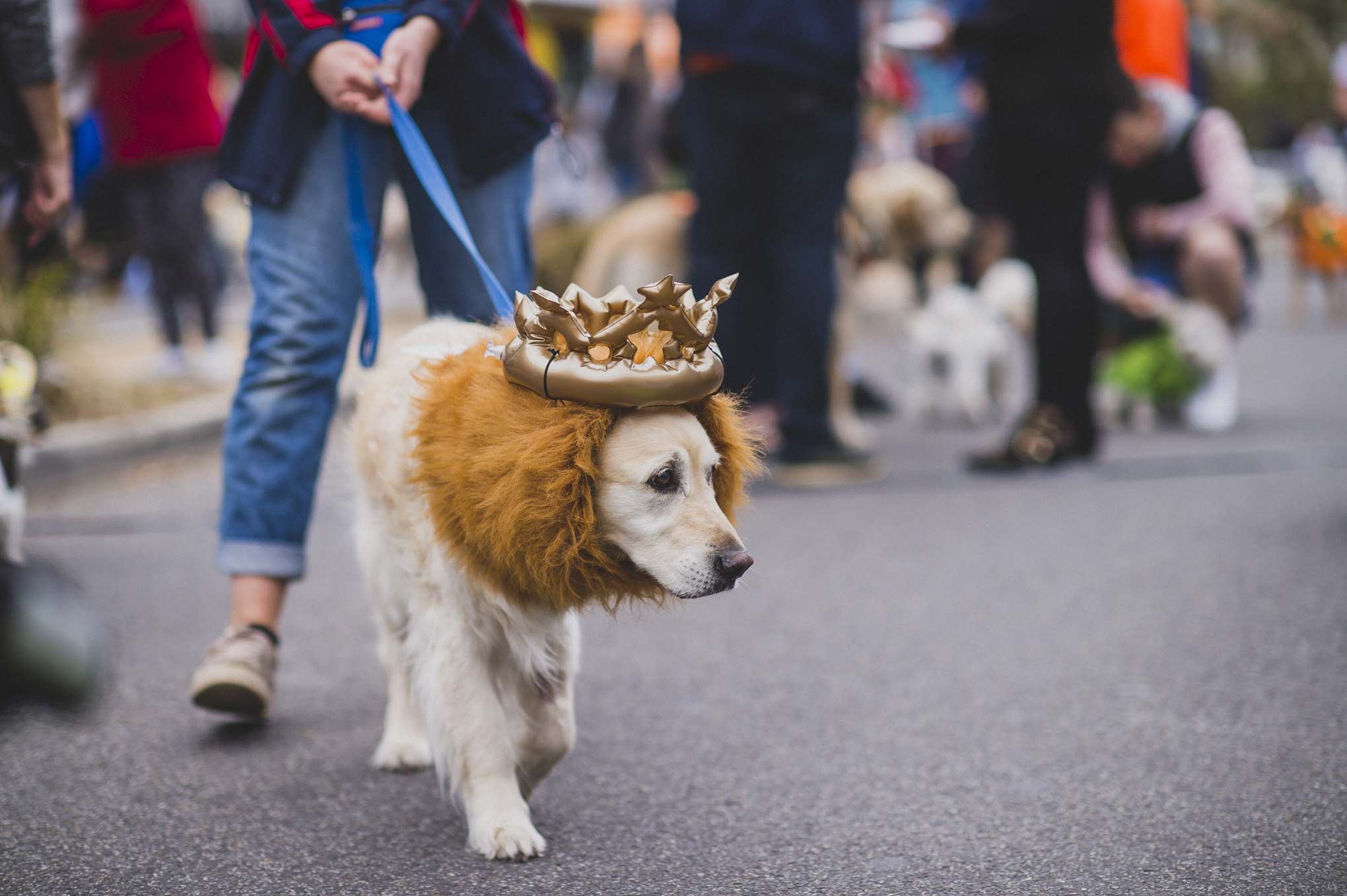 7HOWL2018.jpg