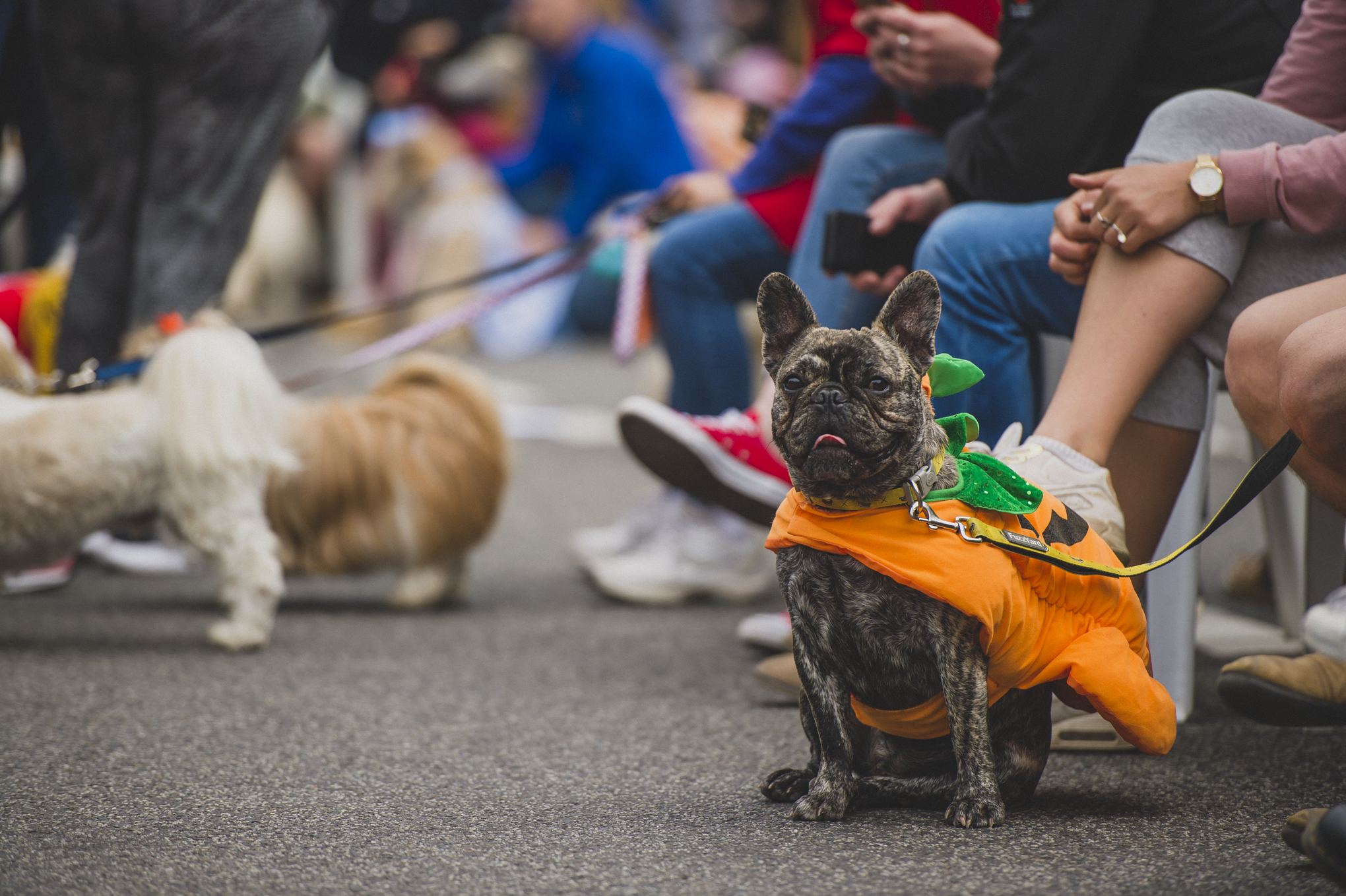 131HOWL2018.jpg