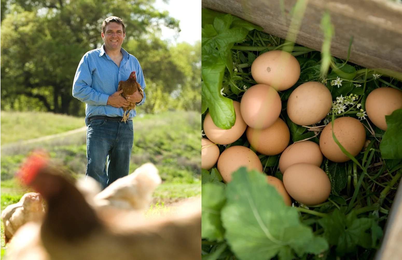 laying+chickens+farm+restaurant+image+merriam+new+mexico